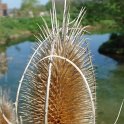 Dipsacus fullonum fruit
